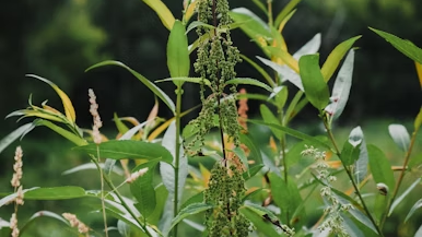Keeping Your Outdoor Space Pristine Against Unwanted Growth